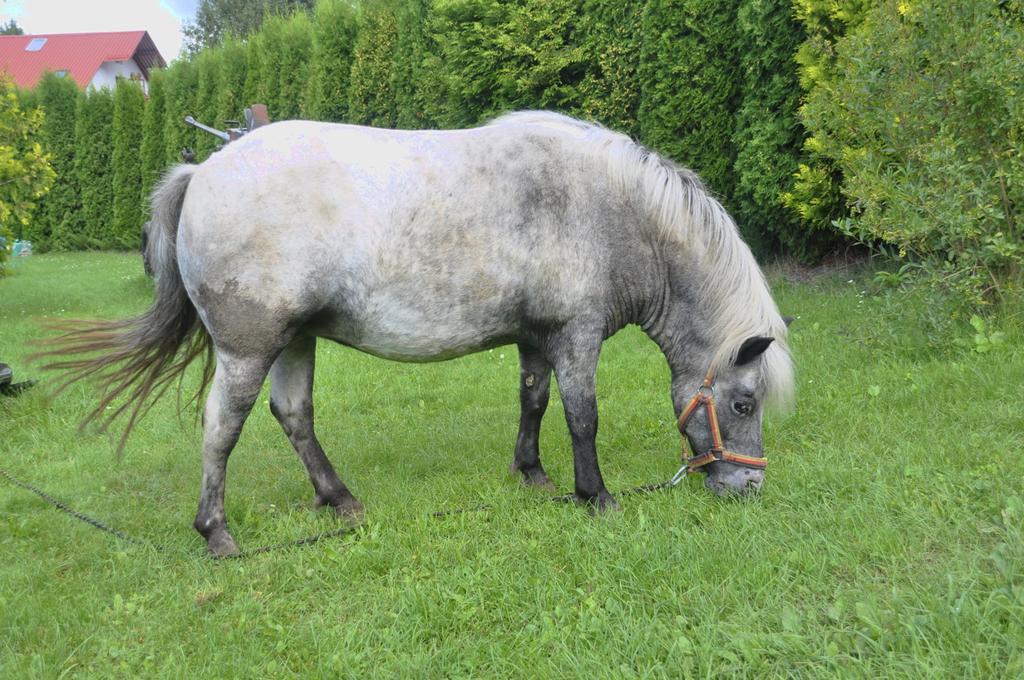 Ziolowa Dolina Olsztyn  Buitenkant foto